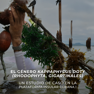 El género Kappaphycus Doty (Rhodophyta, Gigartinales): Un estudio de caso en la plataforma Insular Cubana I
