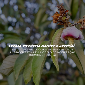 Luehea divaricata Martius & Zucchini: estudo farmacológico da sua atividade antinociceptiva em modelo de nocicepção química e térmica